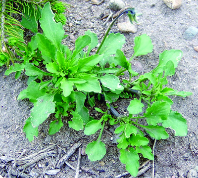 Field violet plant