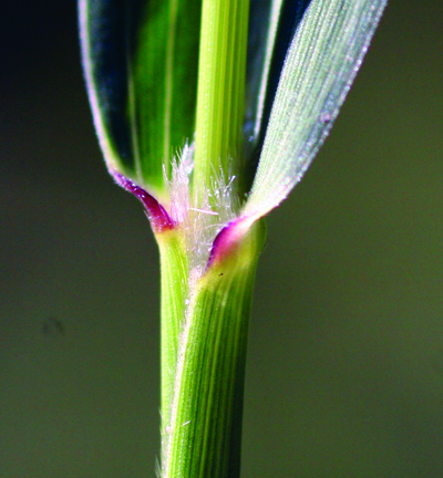 giant foxtail collar region