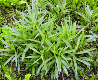 goldenrod plant