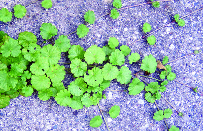 Ground ivy stolons