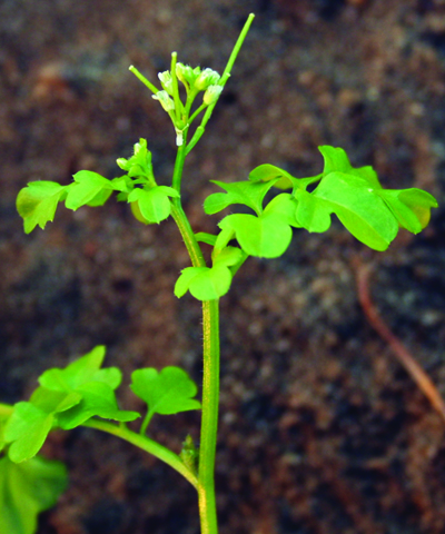 hairy bittercress flowering stem