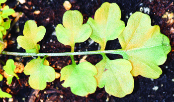 hairy bittercress leaf