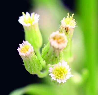 horseweed flowers