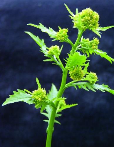 marsh yellowcress flower