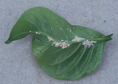 Mealybugs