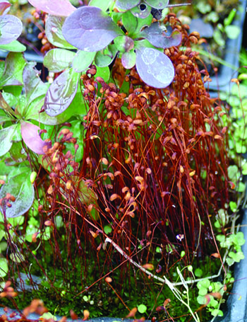 moss capsules