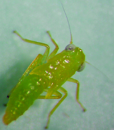 Potato leafhopper