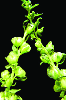 purslane speedwell seed pods