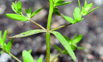 purslane speedwell stem