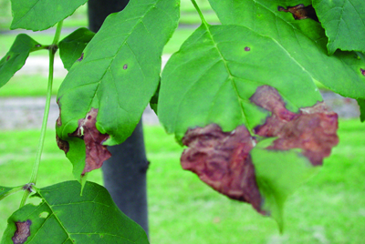 Shade anthracnose ash