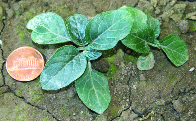 smooth groundcherry seedling