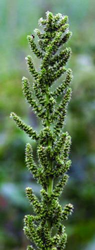 smooth pigweed seedhead