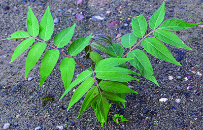 Tree-of-Heaven sapling