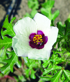 Venice mallow flower