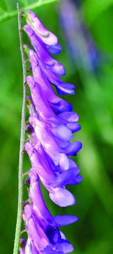 vetch flower