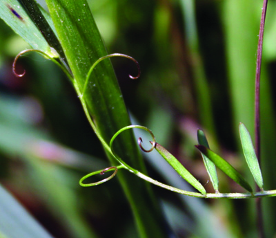 vetch tendril