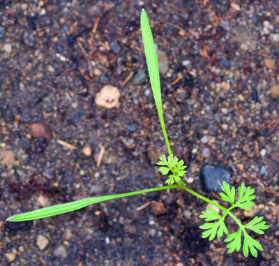 wild carrot seedling