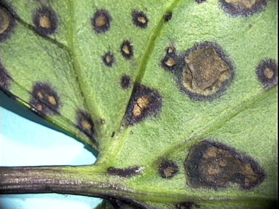 Alternaria on ligularia