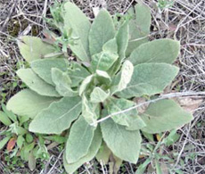 common mullein rosette