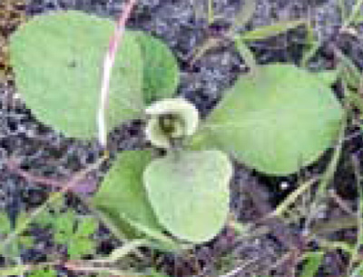 common mullein seedling