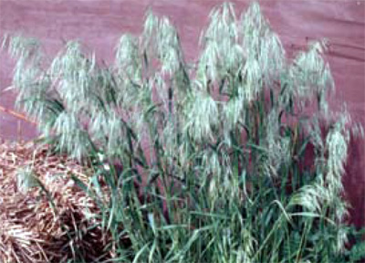 downy brome plant