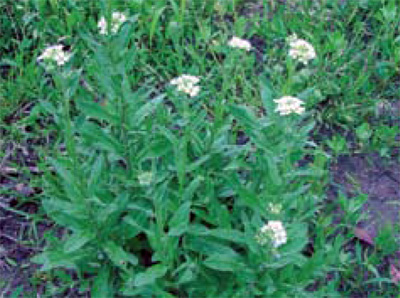 hoary alyssum flowering plant