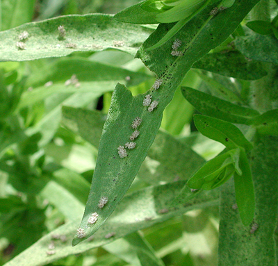 many lacebugs