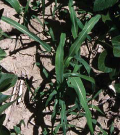 shattercane plant showing white midrib