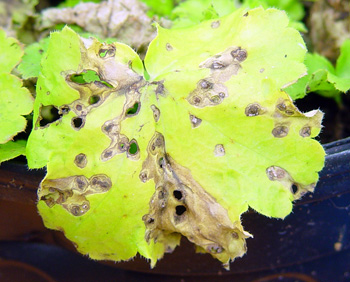 Shot holes on leaf