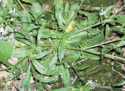 Virginia pepperweed rosette