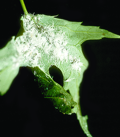 Wooly aphid