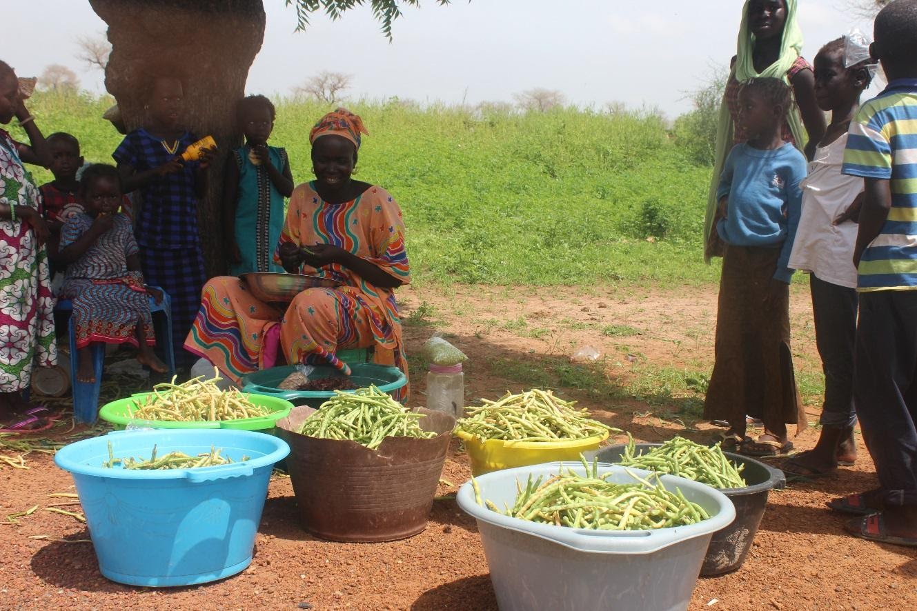 baby_cowpea_harvest_1