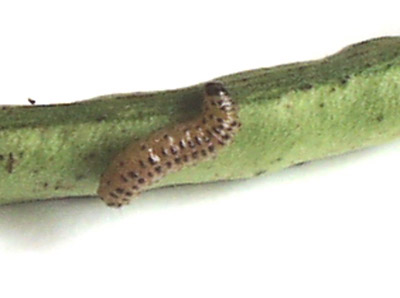 larva