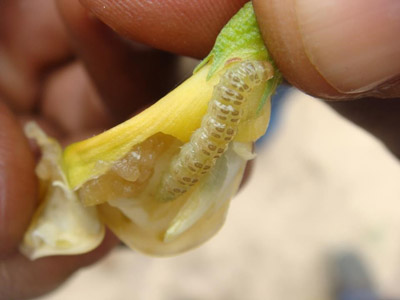 larva