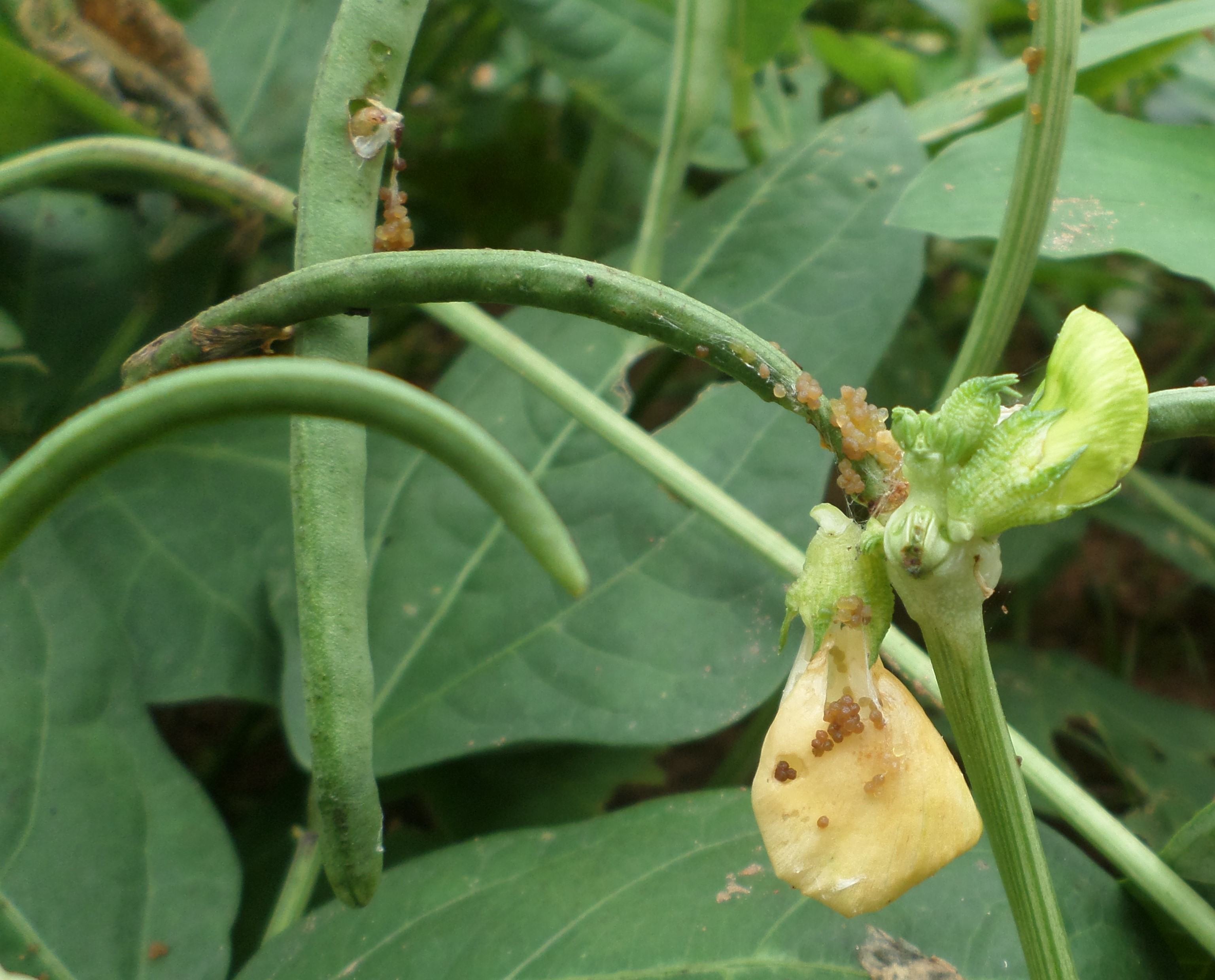 maruca_flower_pod_damage