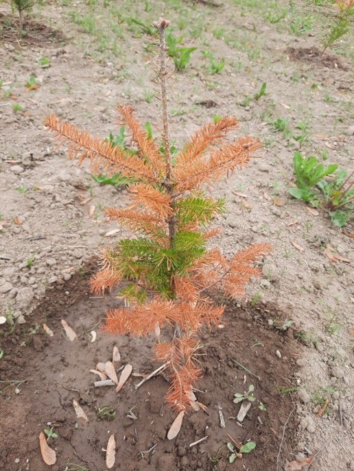 Young conifer seedlings