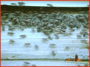 Box Elder Bug Swarm