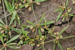 Carpetweed flowers and fruit