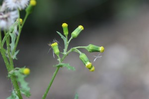 Common groundsel flower head