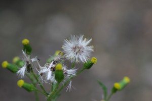 Common groundsel mature seedhead