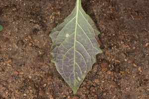 Eastern black nightshade underside of leaf