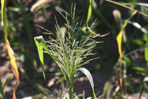 Fall-panicum seedhead