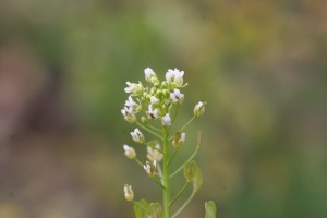 Field pennycress flowers