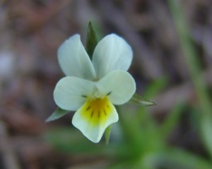 Field violet flower