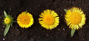 Flower maturity