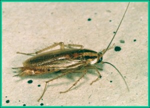 German Cockroach-300x216