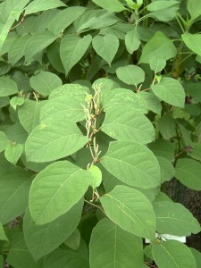 Japanese knotweed foliage and flowers