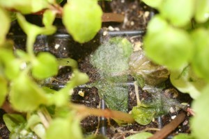 Mycelium in canopy of infected plugs