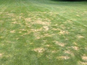 Needle-nematodes-on-fairway-300x225