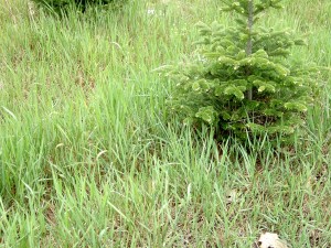 Patch of quackgrass